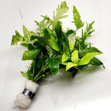 Water Wisteria (Hygrophila Difformis)