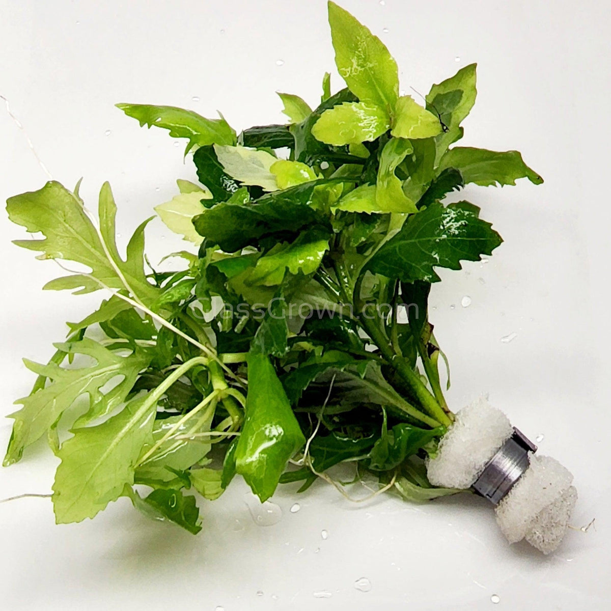 Water Wisteria (Hygrophila Difformis)