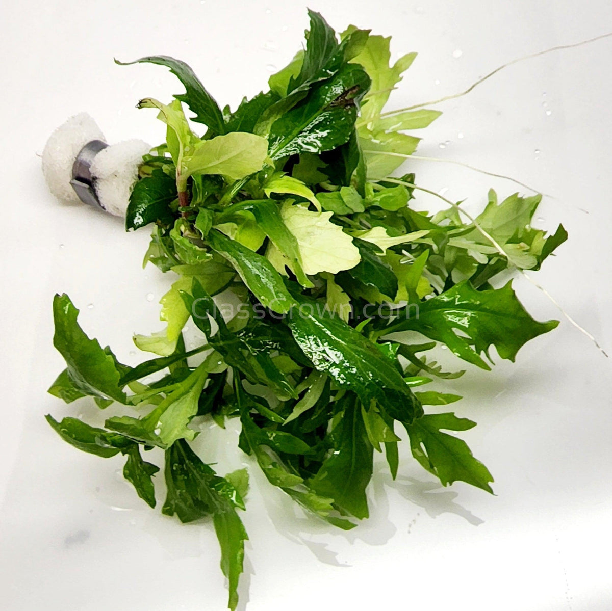 Water Wisteria (Hygrophila Difformis)