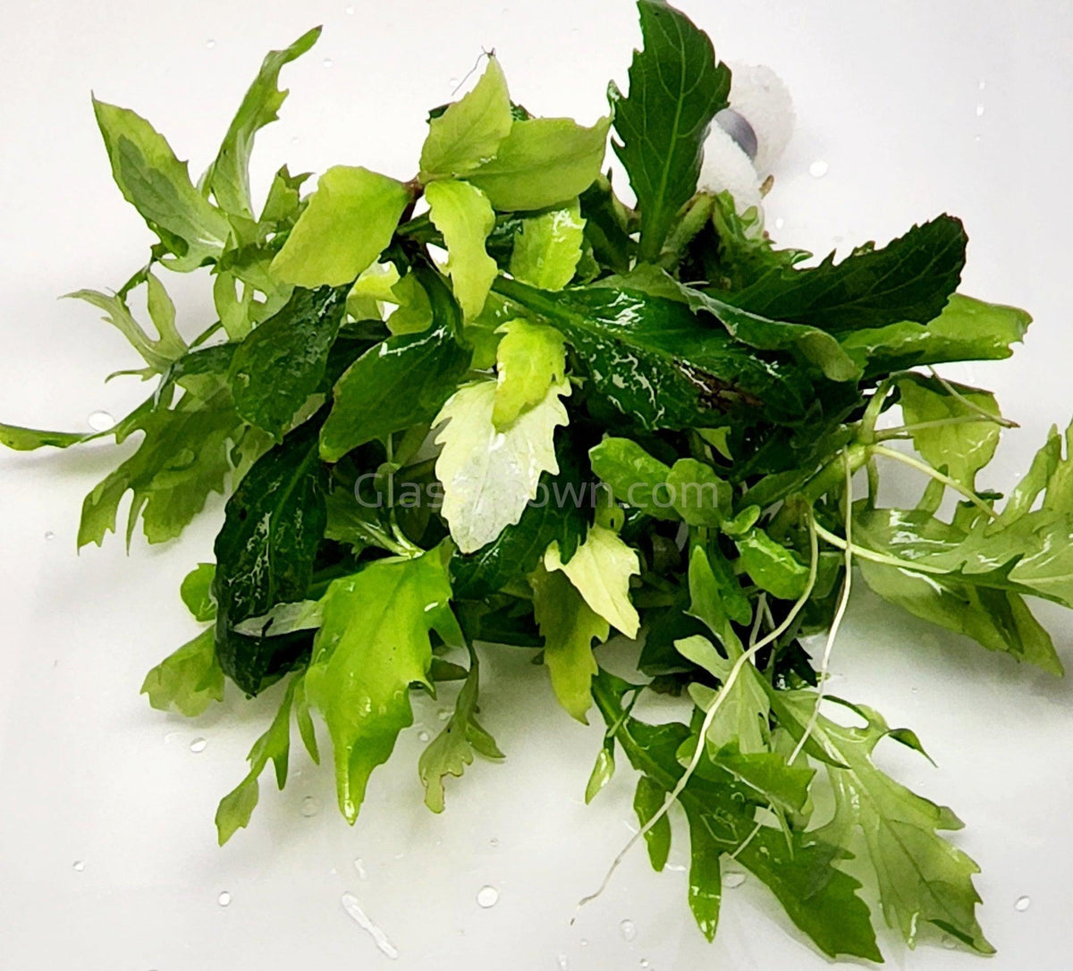 Water Wisteria (Hygrophila Difformis)