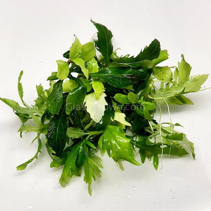 Water Wisteria (Hygrophila Difformis)