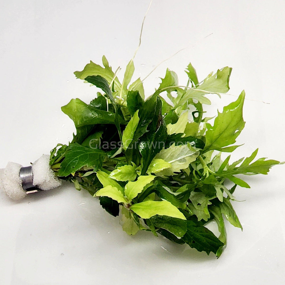 Water Wisteria (Hygrophila Difformis)