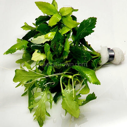 Water Wisteria (Hygrophila Difformis)