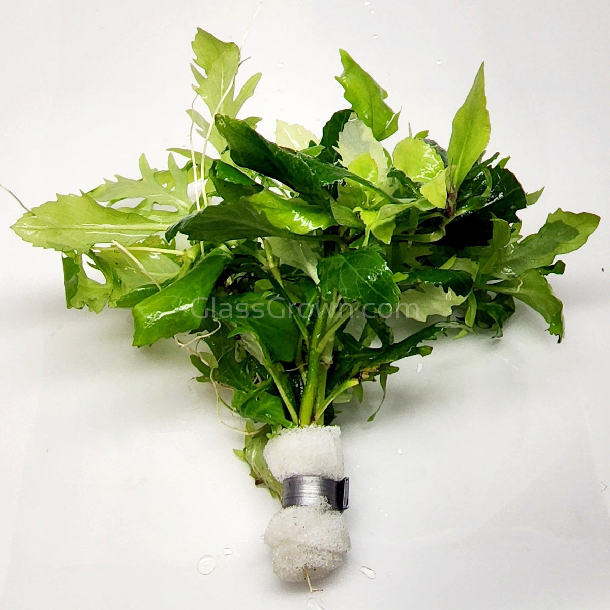 Water Wisteria (Hygrophila Difformis)
