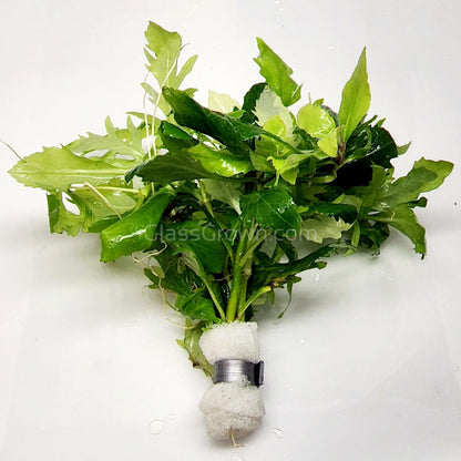 Water Wisteria (Hygrophila Difformis)