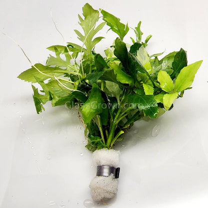 Water Wisteria (Hygrophila Difformis)