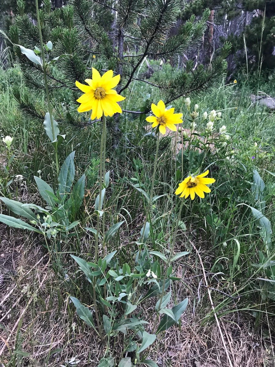 Helianthella quinquenervis Seeds – Aspen Sunflower Wildflower, 25 Non-GMO Pollinator-Friendly Perennial Seeds
