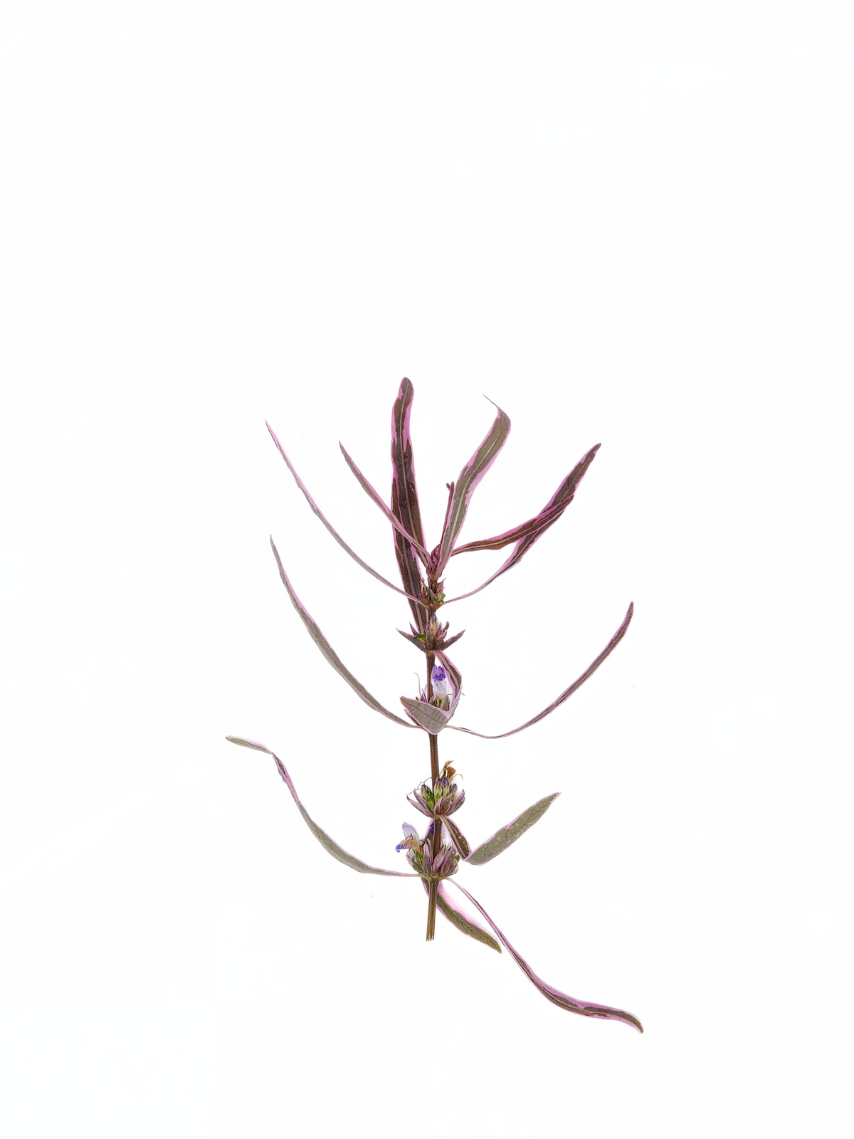 Hygrophila Araguaia 'Chai'