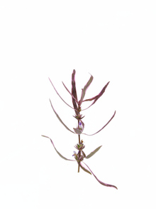 Hygrophila Araguaia 'Chai'