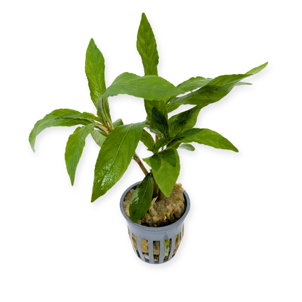 Hygrophila Willow