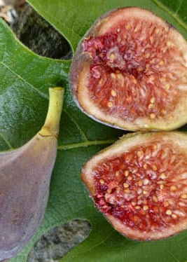 Celeste Fig Tree, Self-Fertile, Cold Hardy, Honey-Sweet Fruit, Ficus carica 'Celeste' for Garden or Container Growing