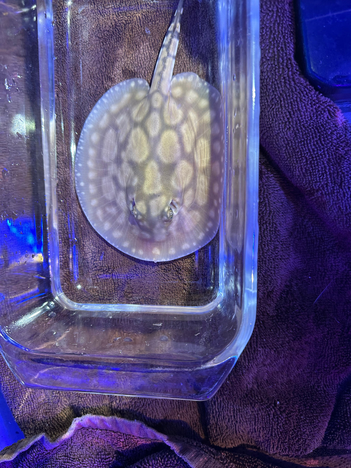 Black Diamong Hybrid Stringray 4"-6"