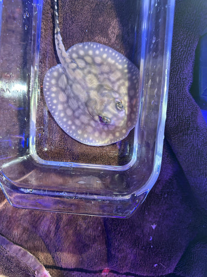 Black Diamong Hybrid Stringray 4"-6"