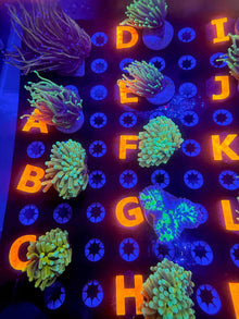 Coral Frag Plug Labels – Price & Alphabet Tag Sets