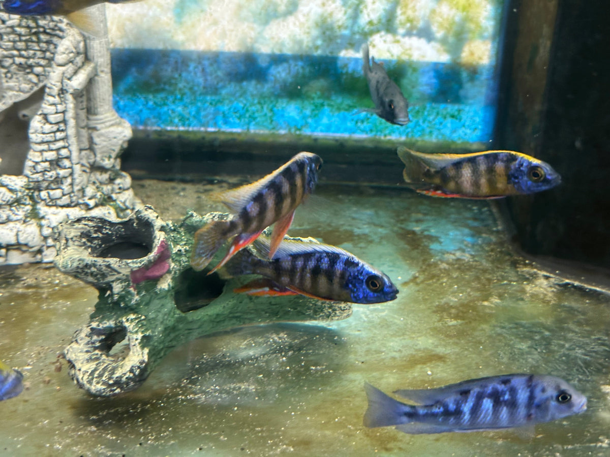 Taiwan Reef Cichlid (Protomelas sp. "Steveni Taiwan")