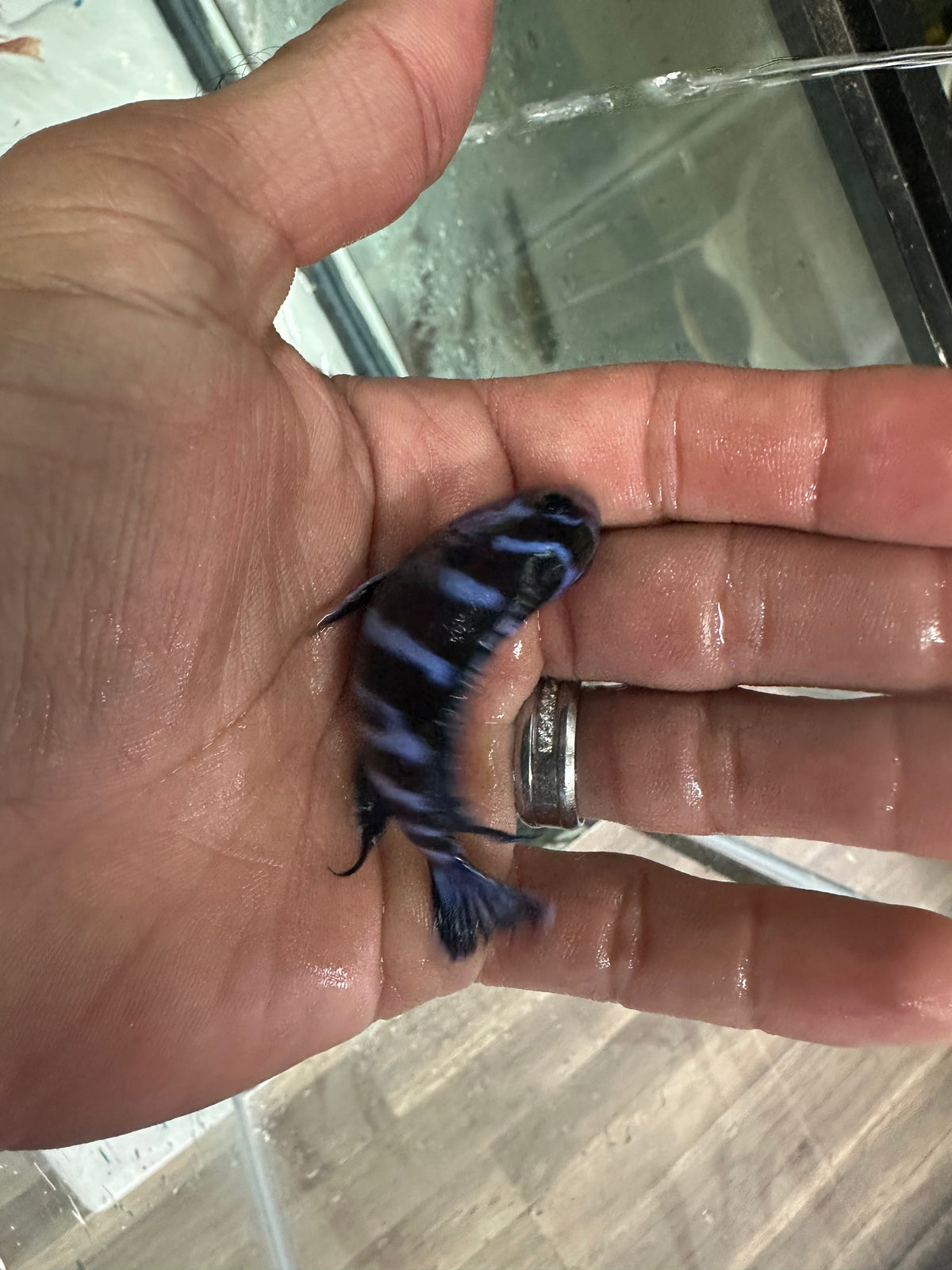 Demasoni cichlids
