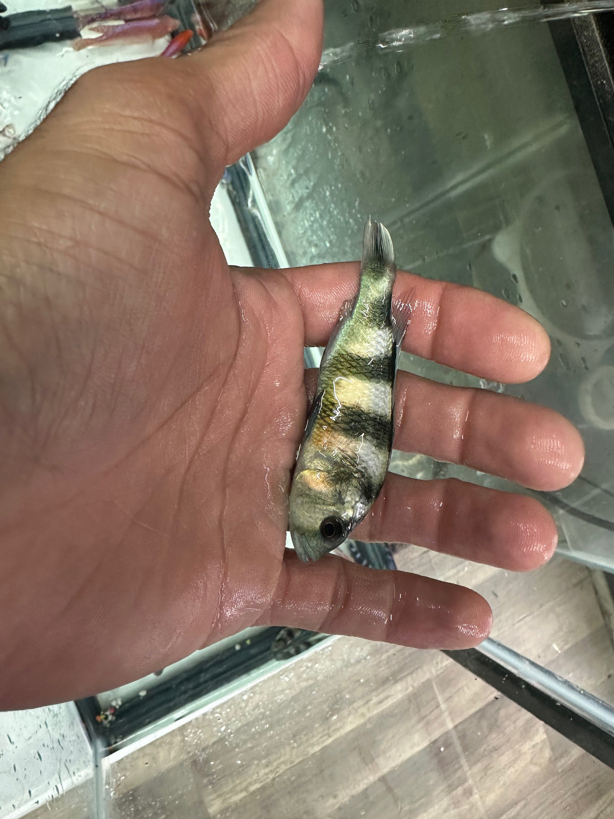 Obliquidens cichlid