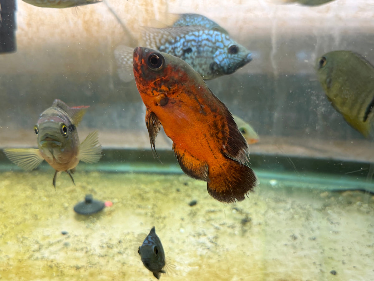 Red Copper Oscar