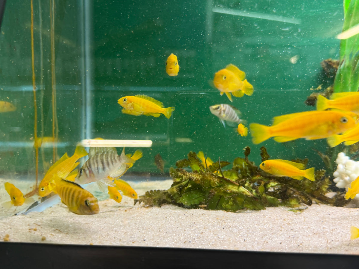 Chindongo saulosi Mbuna German Blood (Juveniles 2"+)