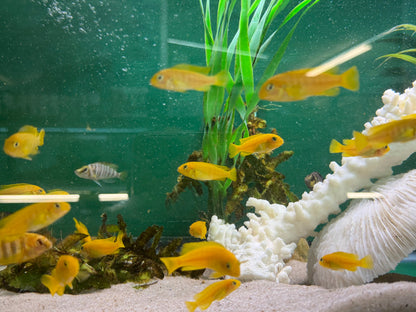 Chindongo saulosi Mbuna German Blood (Juveniles 2"+)