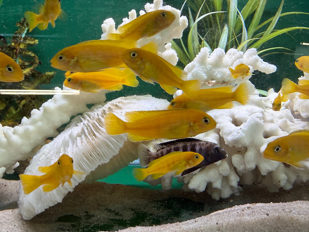 Chindongo saulosi Mbuna German Blood (Juveniles 2"+)