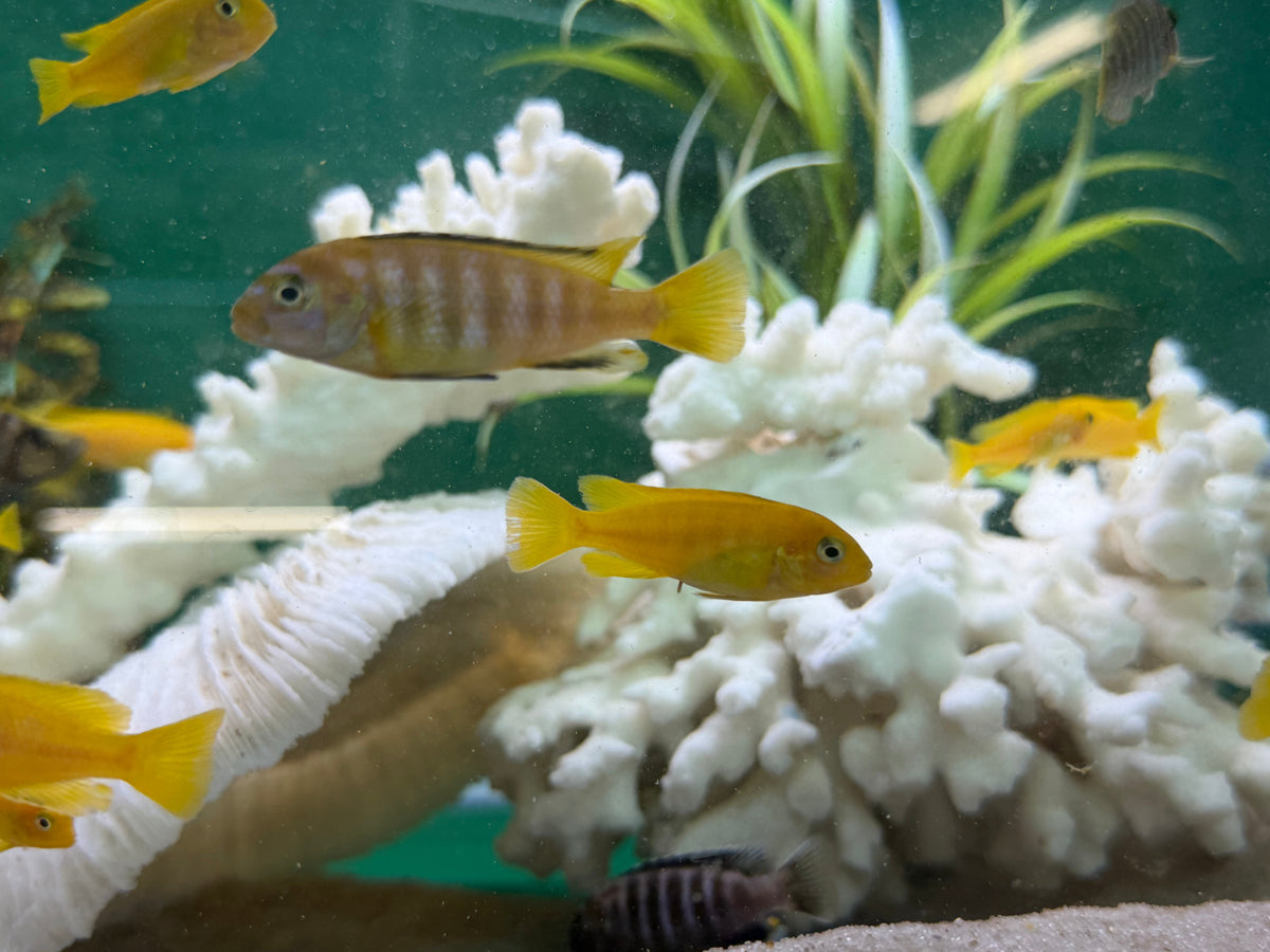 Chindongo saulosi Mbuna German Blood (Juveniles 2"+)