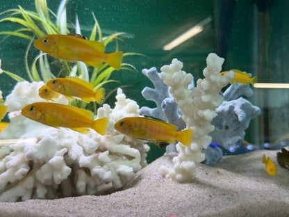Chindongo saulosi Mbuna German Blood (Juveniles 2"+)