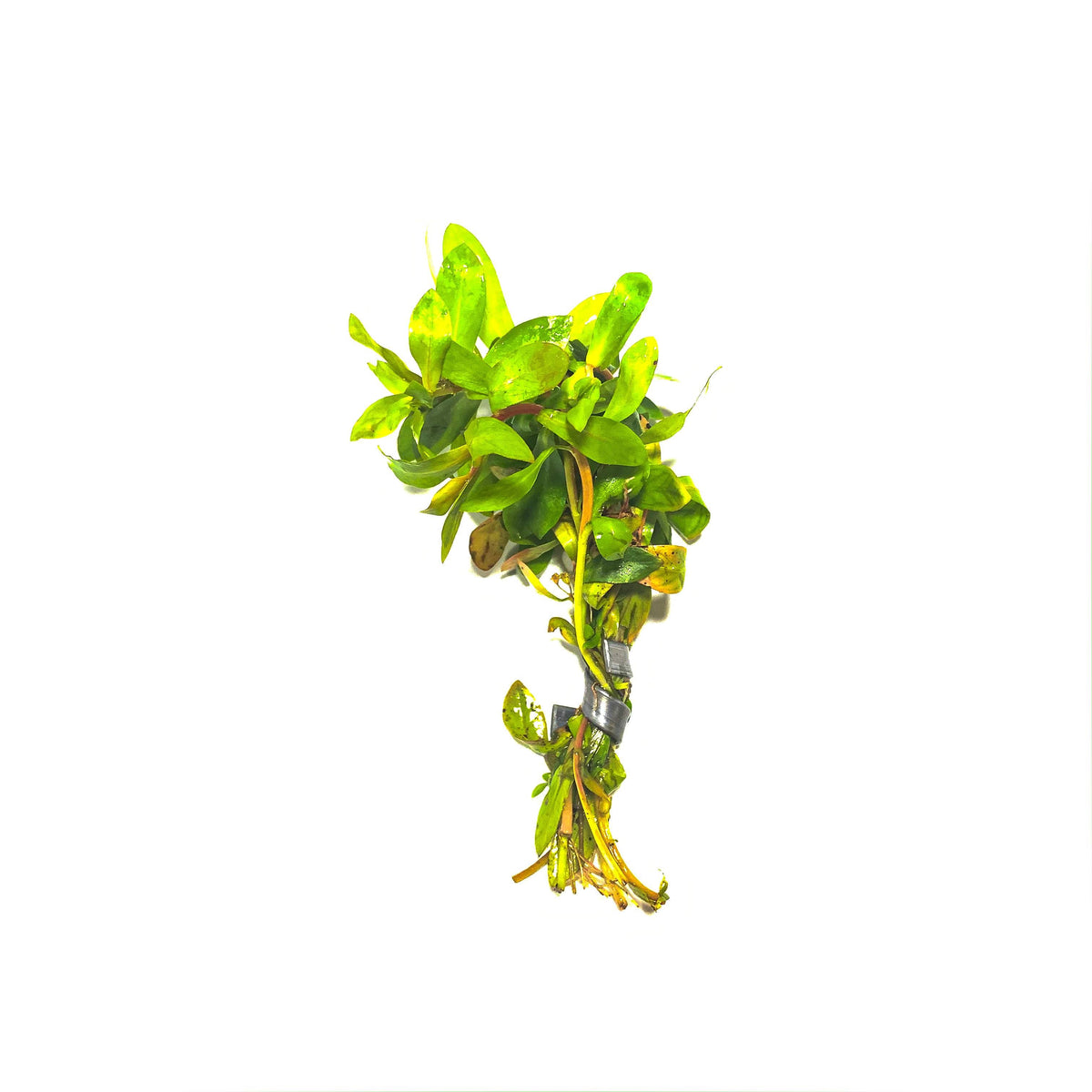 Ammannia Senegalensis
