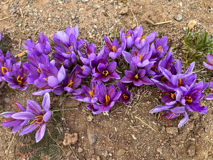 Try Saffron – 12 Large Corms