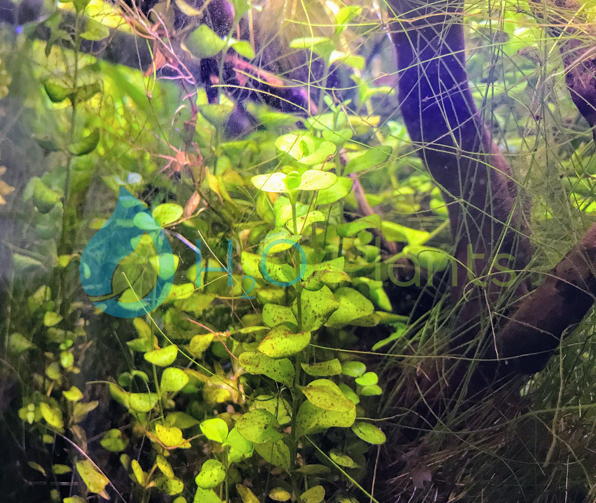 Creeping Jenny