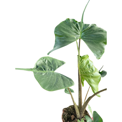 Alocasia macrorrhizos 'Stingray'