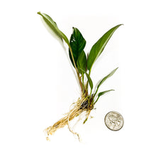 Anubias Frazeri