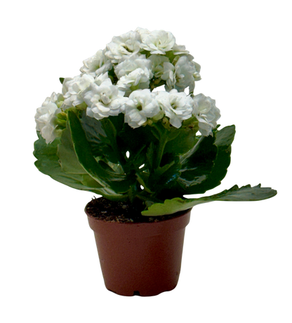Kalanchoe 'Blossfeldiana'