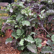 1 Purple Tree Collard Cutting – Unrooted Perennial Kale (Brassica oleracea), Heirloom Veggie, Edible Leafy Plant for Garden