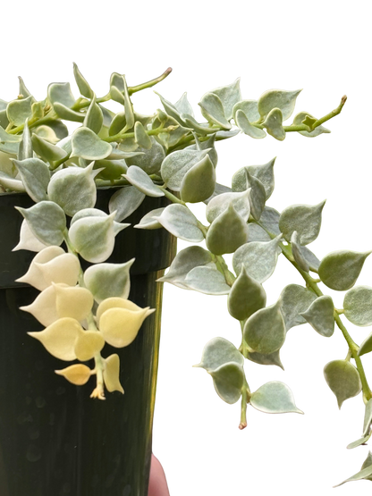 Dischidia 'Million Hearts' Variegated
