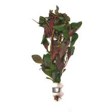 Ludwigia Peruensis