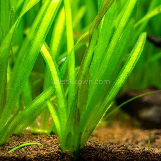 Italian Vallisneria