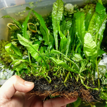 Java Fern