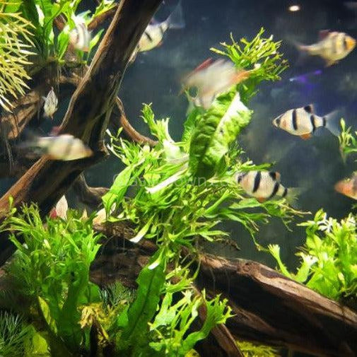 Java Fern Windelov