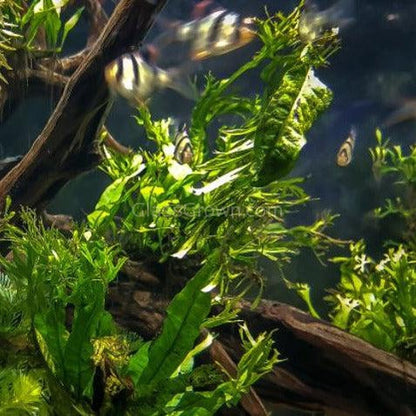 Java Fern Windelov