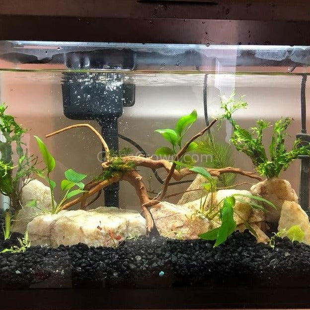 Java Fern Windelov