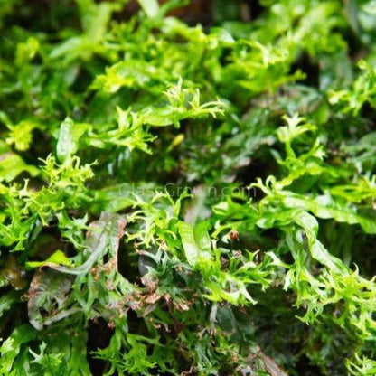 Java Fern Windelov