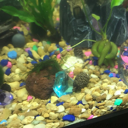 Java on a Lava! Java Moss on a Lava Rock