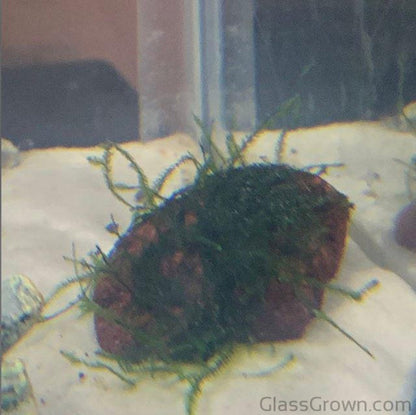 Java on a Lava! Java Moss on a Lava Rock