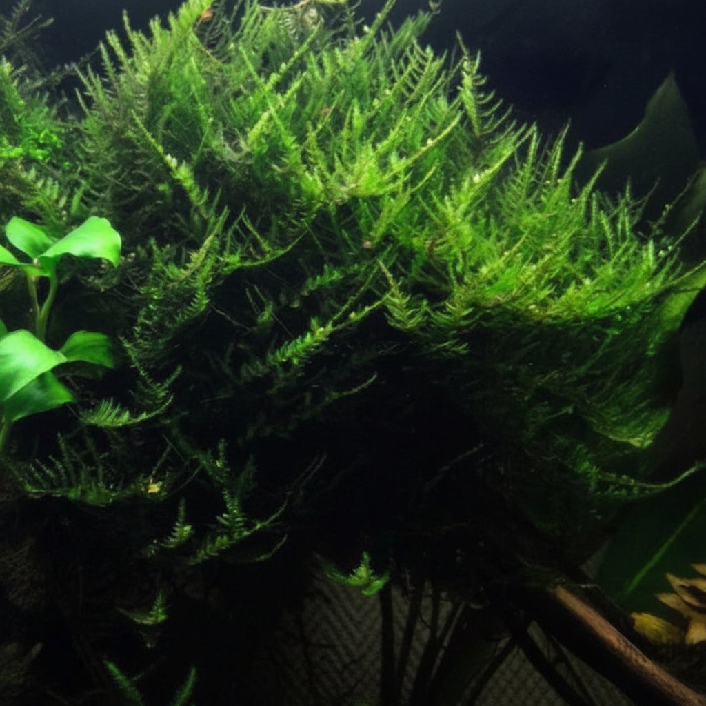 Java on a Lava! Java Moss on a Lava Rock