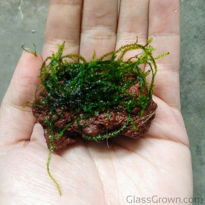 Java on a Lava! Java Moss on a Lava Rock