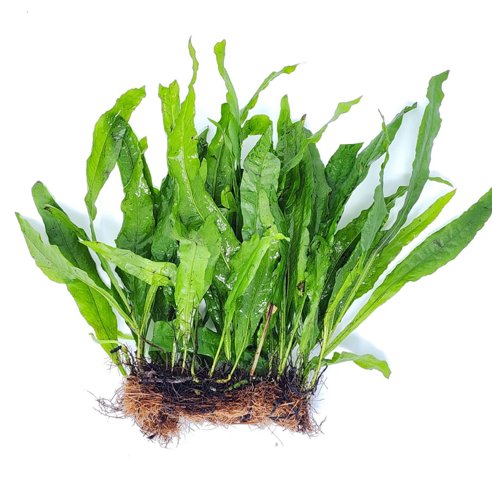 Java Fern Mats