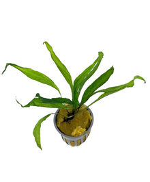 Java Fern | Microsorum Pteropus