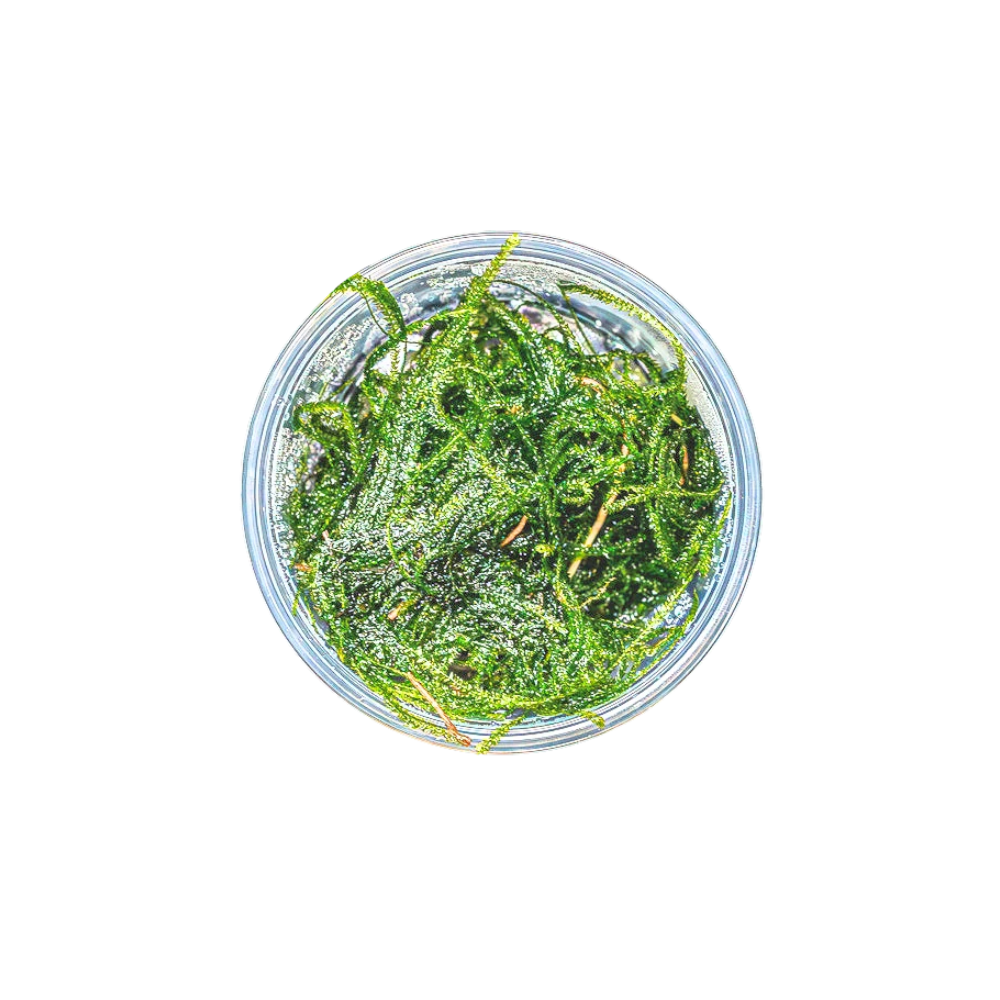 Java Moss | Vesicularia Dubyana