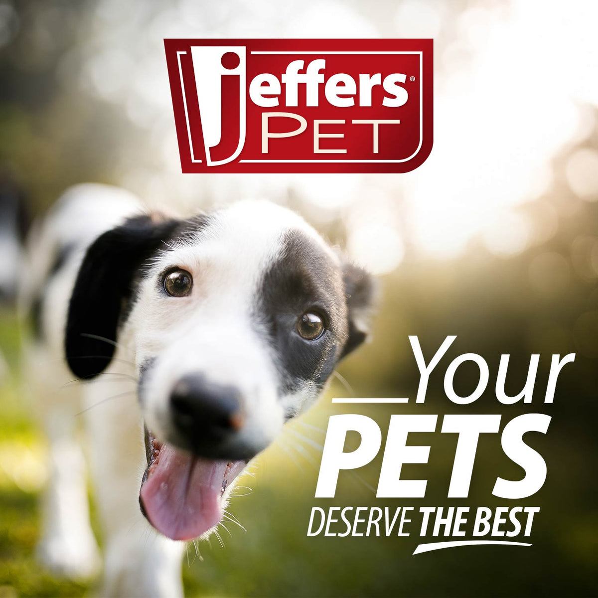 Jeffers Natural Rubber Box of Chocolates Dog Chew Toy for Medium-Chewers